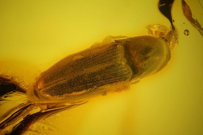 Detailed Fossil Beetle (Elateroidea) in Baltic Amber #170057